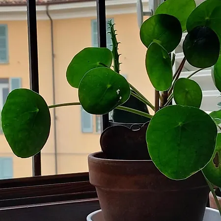 Διαμέρισμα In Pieno Centro Storico Ca Mari E Casa Elena Moncalvo